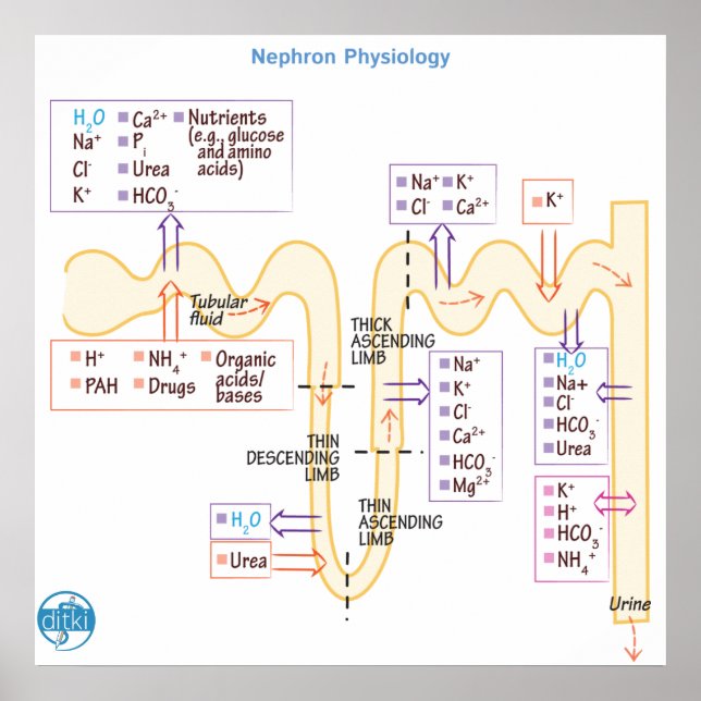 Nephron fysiologi poster (Framsidan)