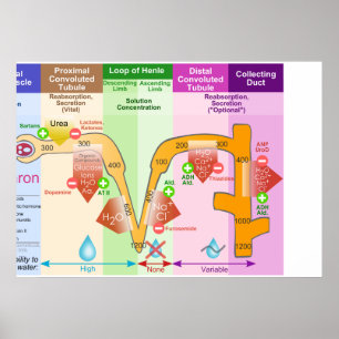 Nephron Molar Transport Diagram över Nephron Poster