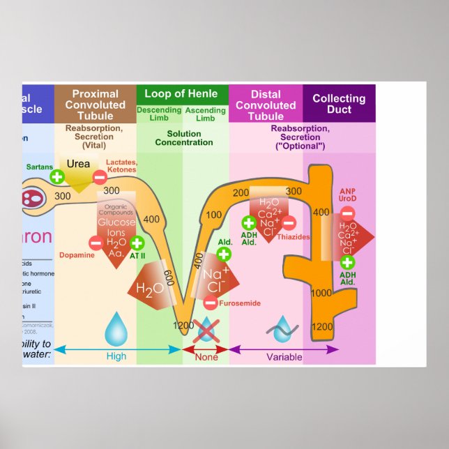 Nephron Molar Transport Diagram över Nephron Poster (Framsidan)