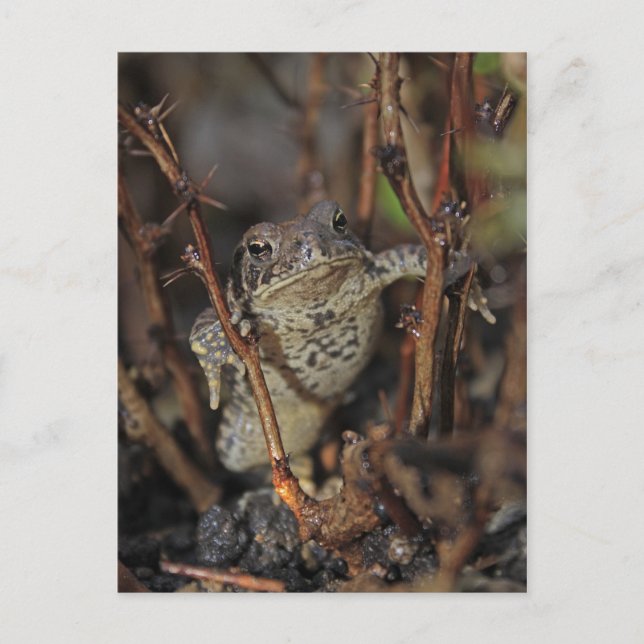 Ner tummen vykort (Framsida)