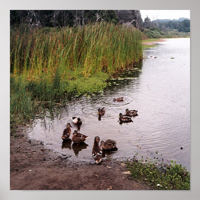 Ner vid träsket.... poster (Framsidan)