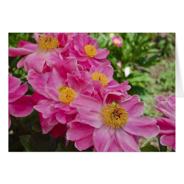 Nereids Hälsningskort (Framsidan Horizontal)