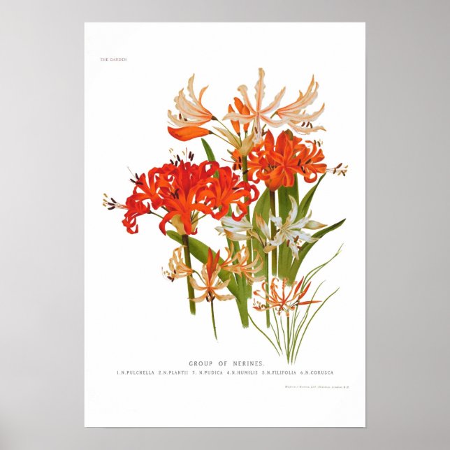 Nerines Poster (Framsidan)