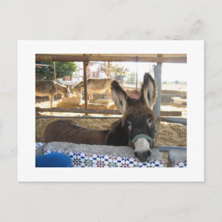 Nerja Donkey Sanctuary Vykort