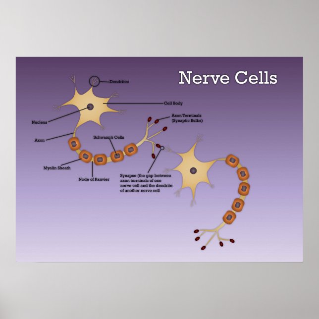 Nerve Cells Diagram Poster (Framsidan)