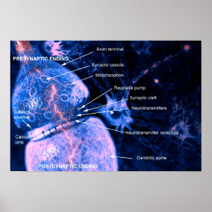 Nerve-synapse poster