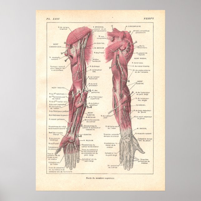 Nerves of the Arm Anatomy Poster i Fransk (Framsidan)