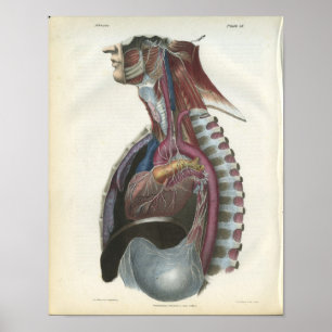Nerves of the Chest Anatomy Print Poster