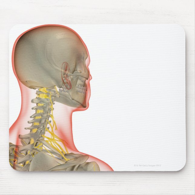 Nerves of the Nacke 2 Musmatta (Framsidan)