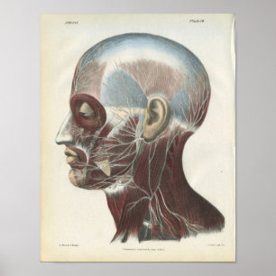 Nerves of the Nacke Anatomy Print Poster