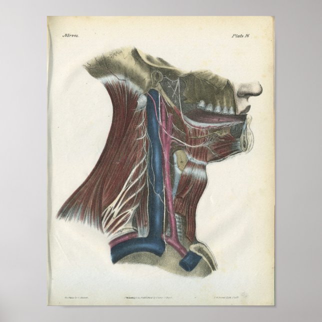 Nerves of the Nacke Anatomy Print Poster (Framsidan)