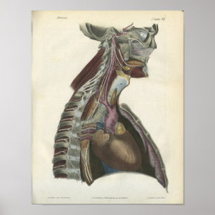 Nerves of the Nacke Anatomy Print Poster
