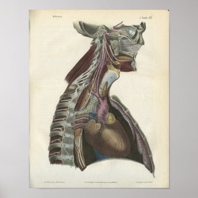 Nerves of the Nacke Anatomy Print Poster (Framsidan)