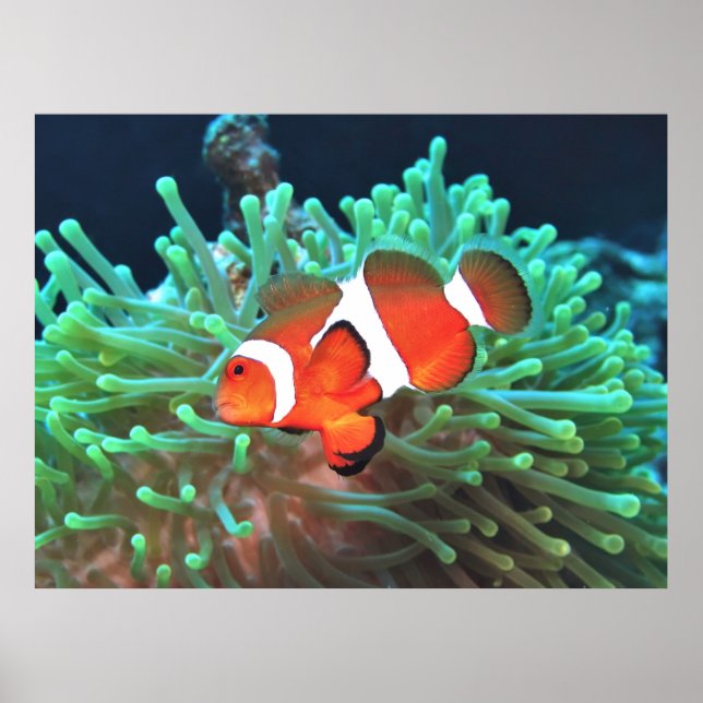 Nervous Clownfish Poster (Framsidan)