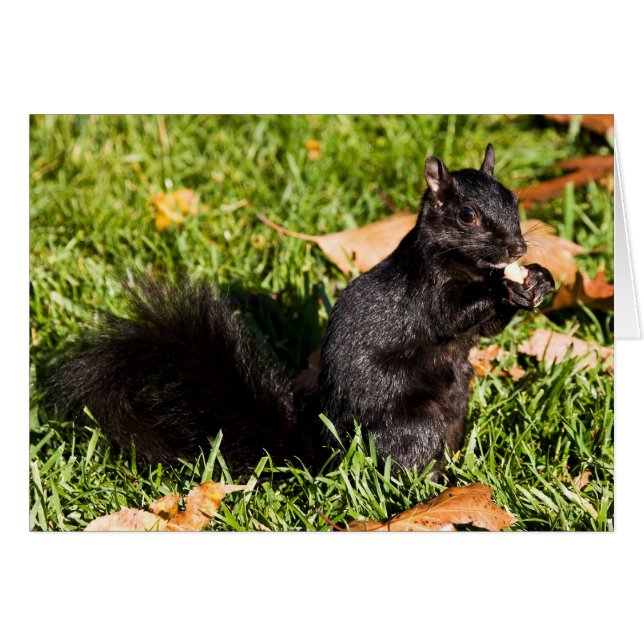 Nervous Little Guy Hälsningskort (Framsidan Horizontal)