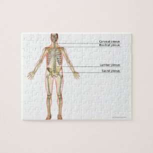 Nervous System 2 Pussel