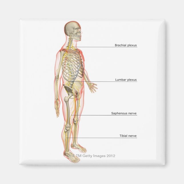 Nervous System 3 Magnet (Framsidan)
