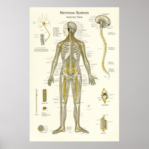 Nervous System Anatomy Poster