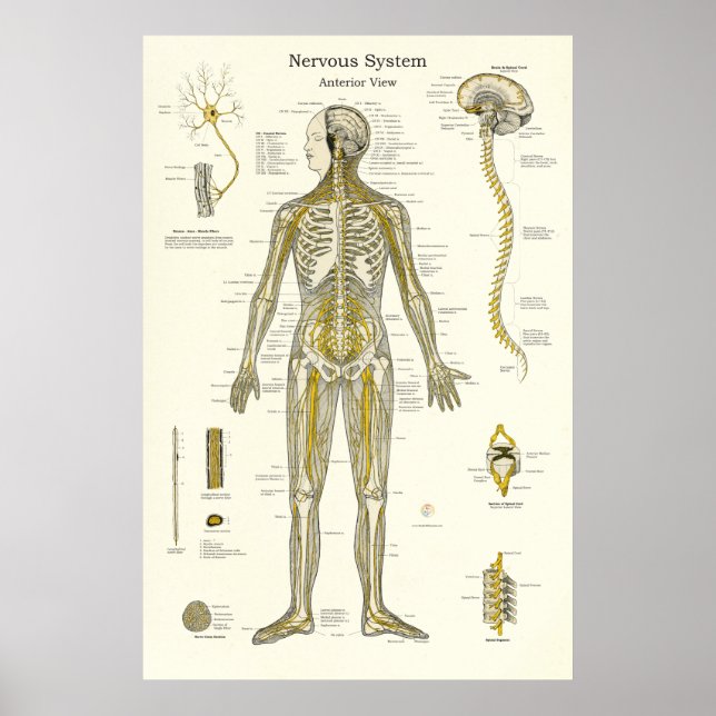Nervous System Anatomy Poster (Framsidan)