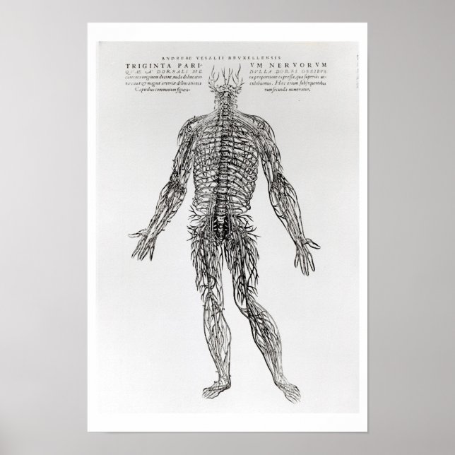 Nervous System (b/w-utskrift) Poster (Framsidan)