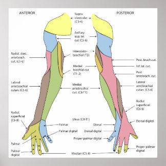 Nervous System Cutan Innervation Höger Limb Poster