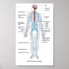 Nervous System Poster