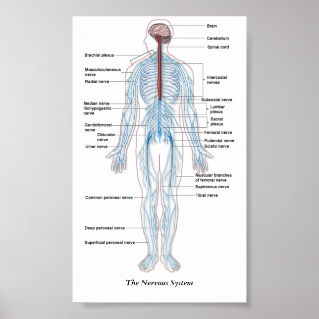Nervous System Poster (Framsidan)