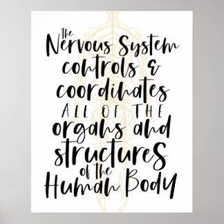 Nervous System Poster, Chiropractic Poster, Chiro Poster