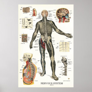 Nervsystemanatomiaffisch 24 x 36 poster
