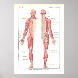 Nervsystemanatomiaffisch i franskt poster