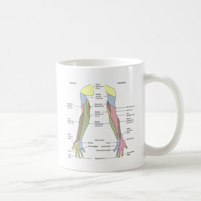 Nervsystemet kutant innervation övre extremitet  kaffemugg (Höger)