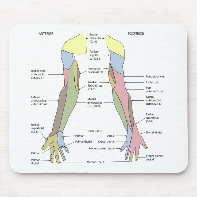 Nervsystemet kutant innervation övre extremitet musmatta (Framsidan)