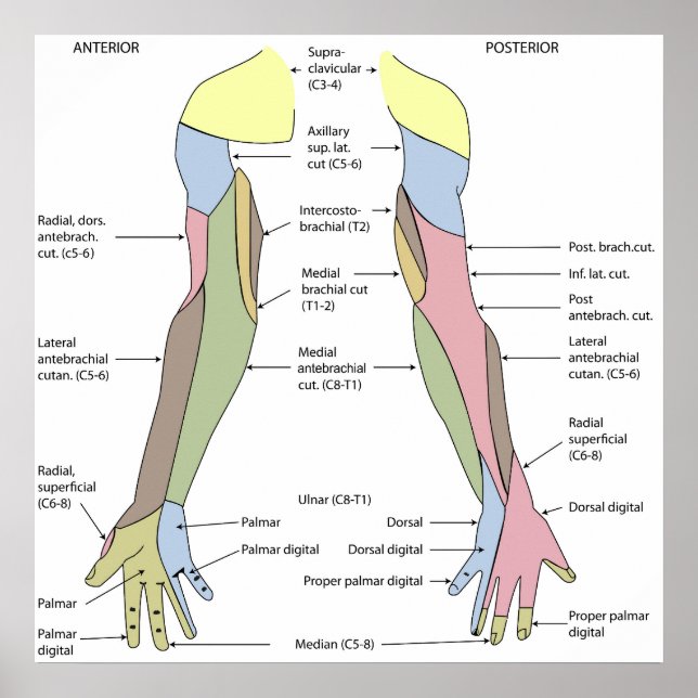 Nervsystemet kutant innervation övre extremitet poster (Framsidan)