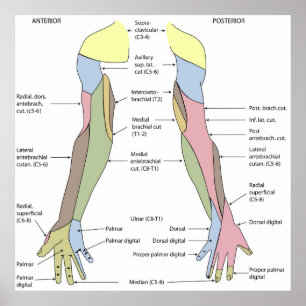 Nervsystemet kutant innervation övre extremitet poster