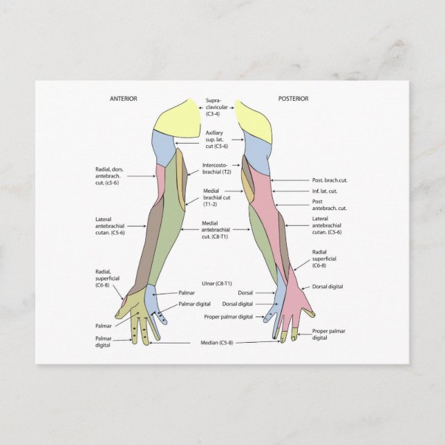 Nervsystemet kutant innervation övre extremitet vykort (Framsida)