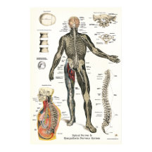 Nervsystemet Nässelfeber Chiropraktic 24 X 36