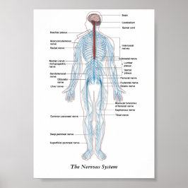 Nervsystemet Poster