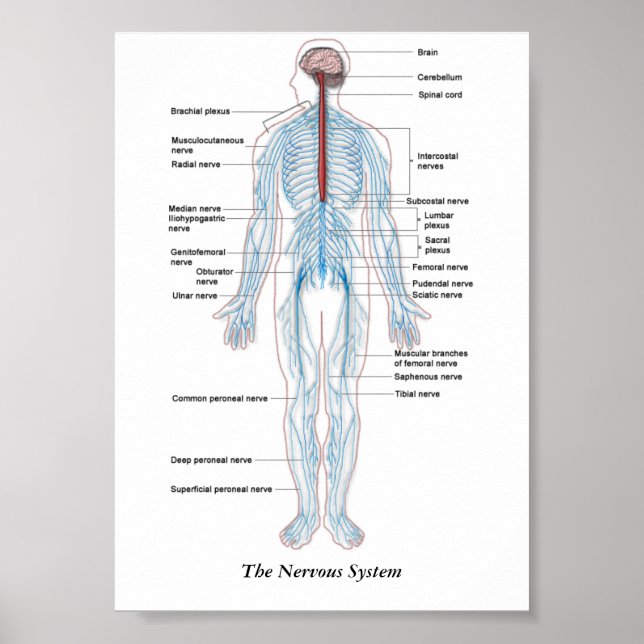 Nervsystemet Poster (Framsidan)