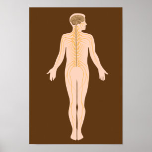 nervsystemet Poster