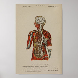 Nervsystemet Spinal Cord Nerves Anatomy Print Poster