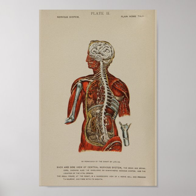 Nervsystemet Spinal Cord Nerves Anatomy Print Poster (Framsidan)