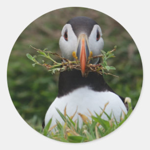 Nest Builder Puffin Runt Klistermärke