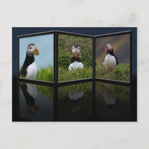 Nest Byggnad Puffin-vykort Vykort