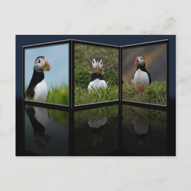 Nest Byggnad Puffin-vykort Vykort (Framsida)