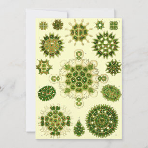 Nest haeckel spores inbjudningar