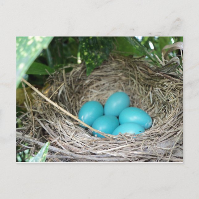 Nest of Robin Eggs Vykort (Framsida)
