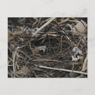 Nest Vykort