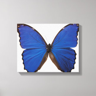 Nestira Marpho butterfly Canvastryck