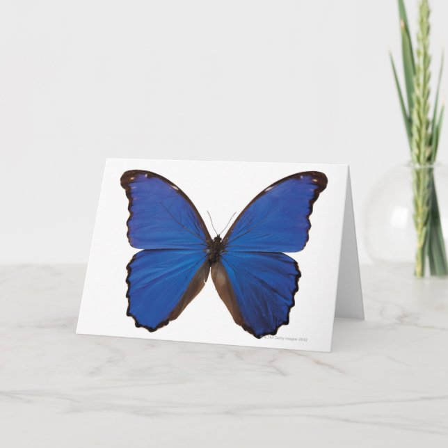 Nestira Marpho butterfly Kort (Framsida)