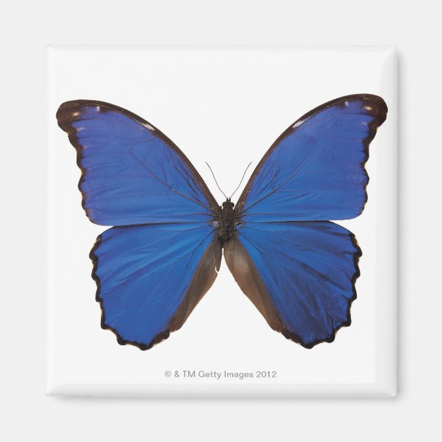 Nestira Marpho butterfly Magnet (Framsidan)